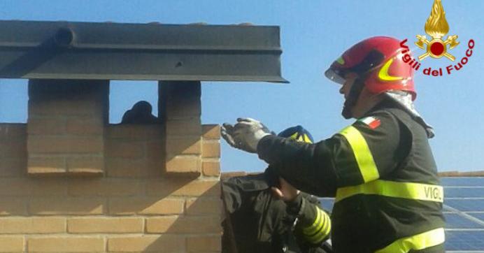 I pompieri liberano una civetta caduta nella canna fumaria - Cerea ... - L'Arena