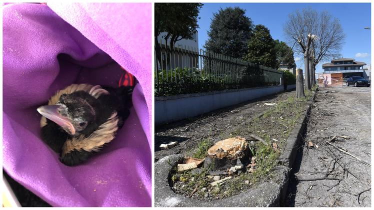 Il pulcino (pullo) di gazza trovato per terra sbalzato dal nido abbattuto e il filare di bagolari abbattuti e potati in via Monte Comun
