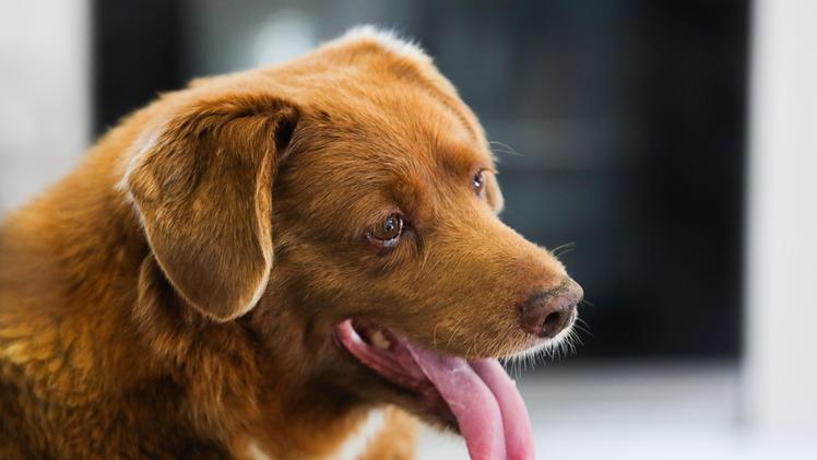 Bobi, il cane più longevo al mondo