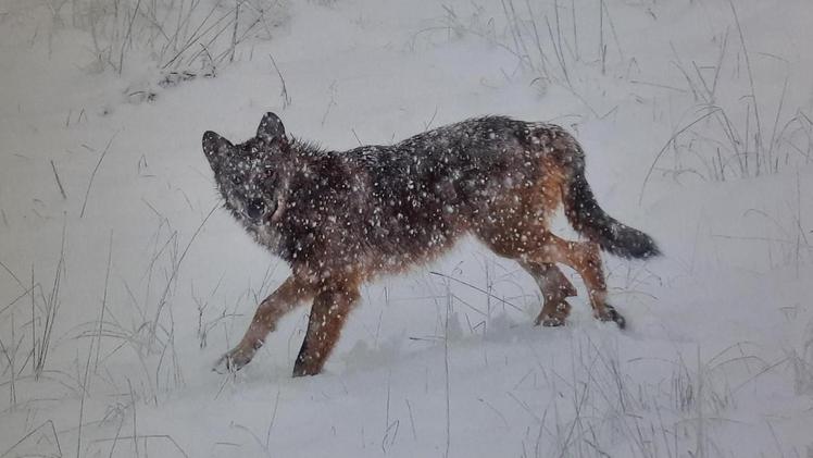 Un lupo sotto la neve immortalato da Silvano Paiola