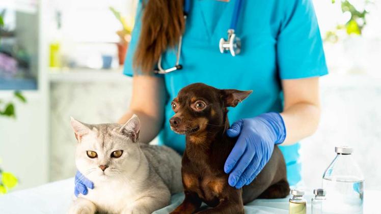 La «Banca del sangue» per cani e gatti apre uno sportello anche a Verona