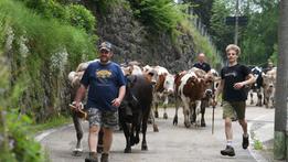 Allevatori in partenza per le  malghe  con il bestiame  sul sentiero  del pascolo FOTO PECORA