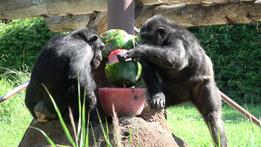 Maxi ghiaccioli per gli scimpanzé al Parco Natura Viva