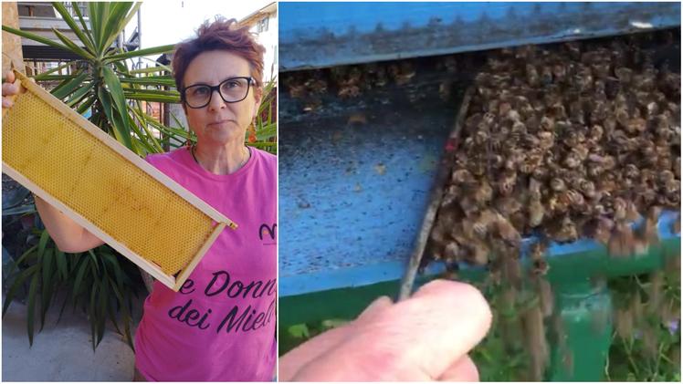 Moria di api in Veneto e, a sinistra, un telaino da melario vuoto (Saglimbeni)
