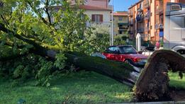Uno dei centinaia di alberi caduti nel Veronese durante il fortunale di fine luglio