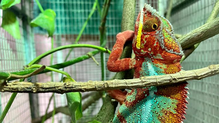 Il camaleonte pantera ora in quarantena al Parco Natura Viva