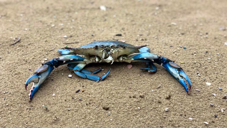 Specie aliena. Il granchio blu ha risalito il Po per oltre 90 chilometri arrivando in zona Ostiglia, preoccupazioni anche sul lago di Garda
