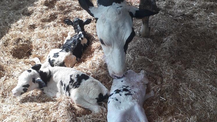Mamma Nube con i tre vitellini, nati giovedì DAL MASO