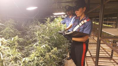 I carabinieri di Villafranca con le piante di cannabis sequestrate