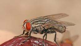 Una mosca: è uno degli  insetti che, sviluppandosi sui resti umani, sono utilizzabili ai fini della determinazione della datazione e delle cause della morte