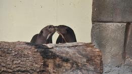Madeira e Pedro le due lontre giganti arrivate al Parco Natura Viva