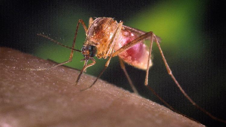 Una zanzara portatrice del virus West Nile