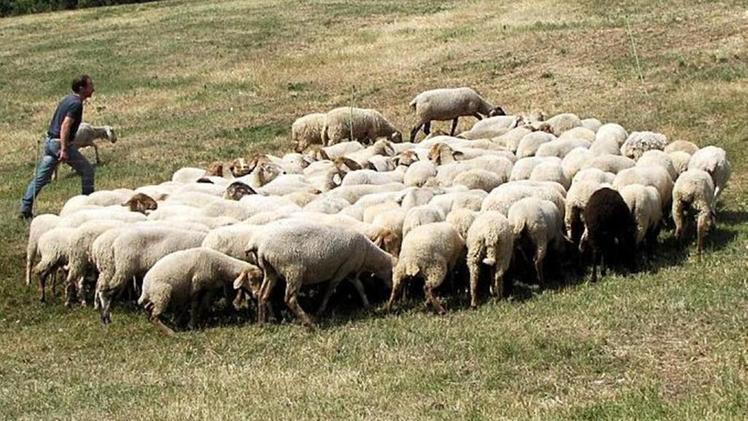 Gregge di pecore Brogne durante la festa di malga Vazzo FOTO AMATO