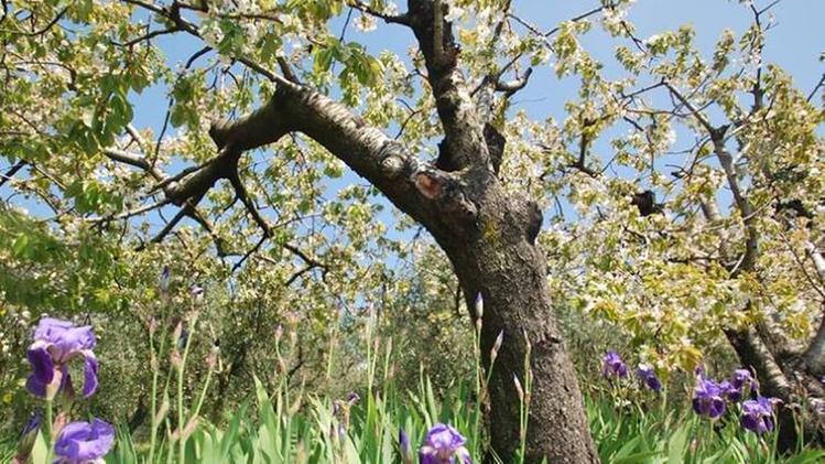 Iris sbocciati tra i ciliegi in Val d’Illasi: domani la festa a loro dedicata