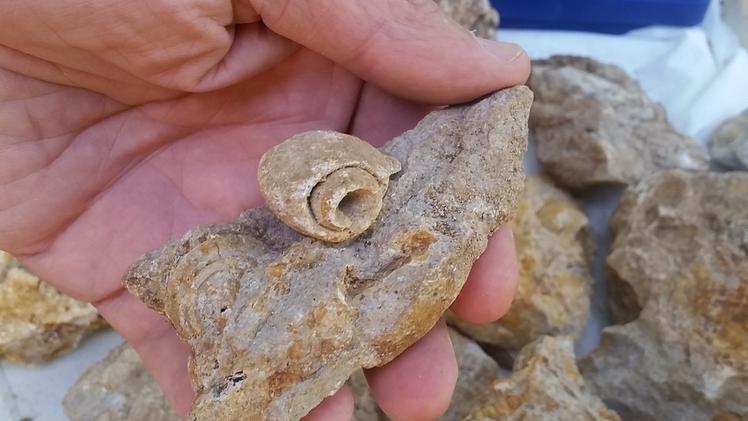 Il fossile di un gasteropode rinvenuto nell’area del Monte Duello