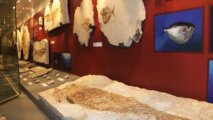 I fossili esposti nel museo di Bolca