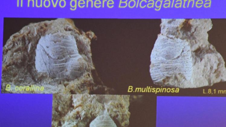 La proiezione, al convegno a Bolca, delle immagini dei fossili di granchio FOTOSERVIZIO PECORA