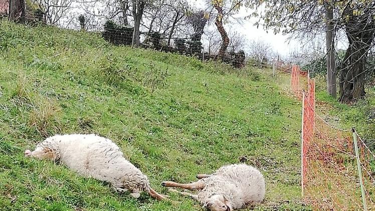 Due delle tre pecore uccise dai lupi