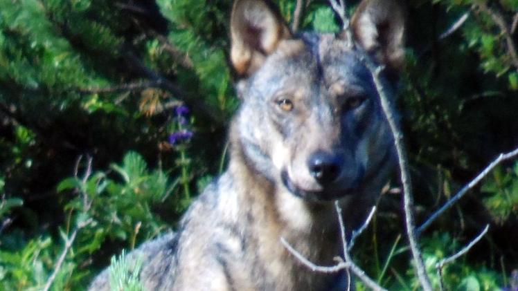 Un lupo fotografato da un escursionista sul Carega