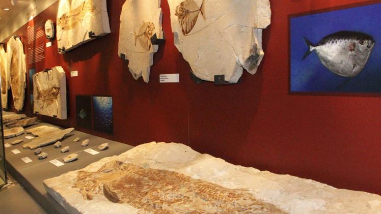 Una sala al museo dei fossili di Bolca a Vestenanova