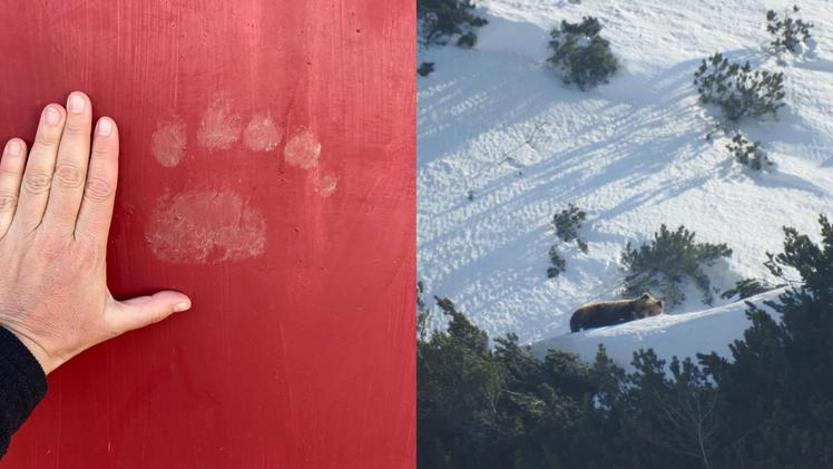 Le impronte e a destra l'orso