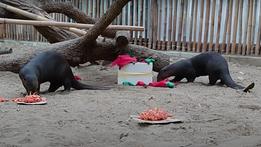 Pranzo di Capodanno per Felipe e Apalai, le due lontre giganti al Parco Natura Viva