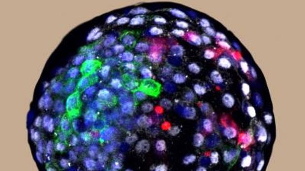 Embrione chimera all'inizio dello sviluppo  (fonte: Weizhi Ji, Kunming University of Science and Technology)