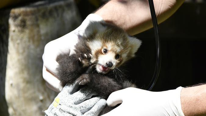 La visita veterinaria dei panda rossi