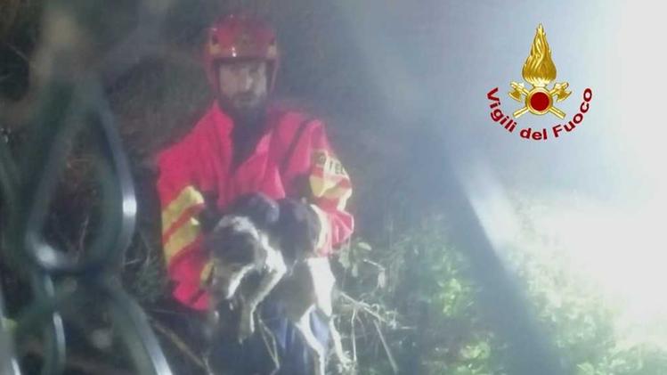 Il cagnolino salvato dai vigili del fuoco a Montorio