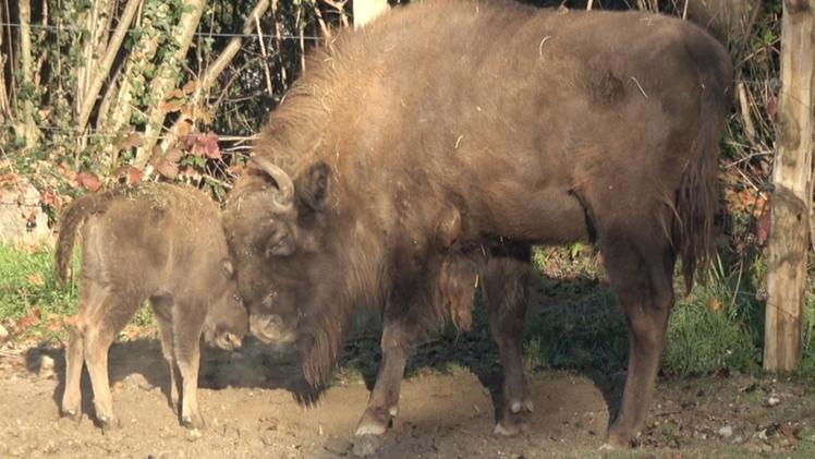 Il cucciolo di bisonte Eracle con la madre Penelope