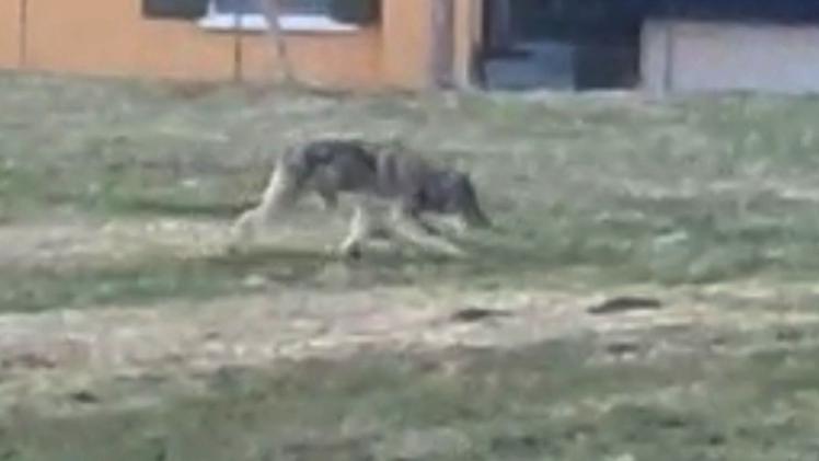 Un lupo avvicinato alle case (foto d'archivio)