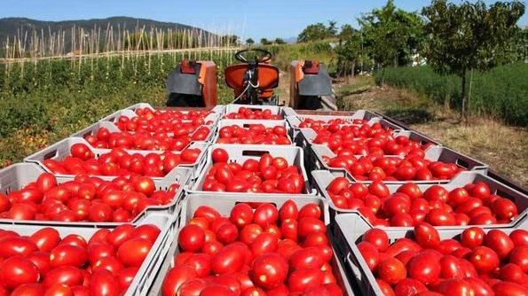 Raccolta Il pomodoro made in Verona su 970 ettari: +27% nel 2020