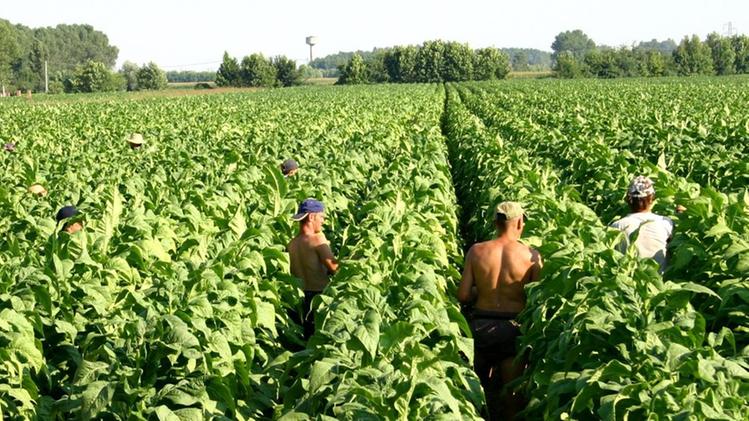Immigrati  al lavoro in una piantagione dl tabacco della Bassa Veronese
