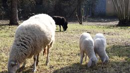 La pecora e i suoi agnellini nelle pertinenze dell’ex complesso sanitario