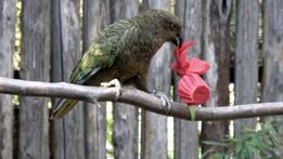Un pappagallo kea, tra gli uccelli più intelligenti del regno animale