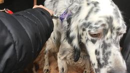 Un cane arrivato insieme ai proprietari in fuga dall’Ucraina