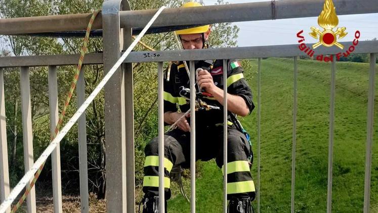 Vigile del fuoco si cala dal ponte per salvare il piccione a Legnago