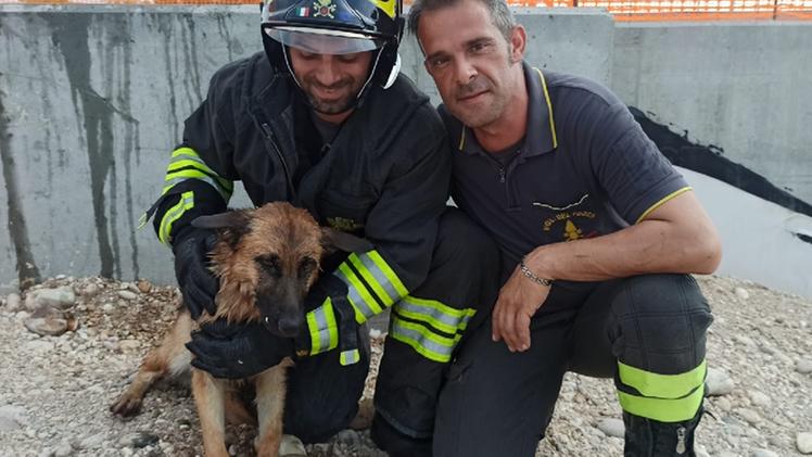 Il cane salvato dai vigili del fuoco