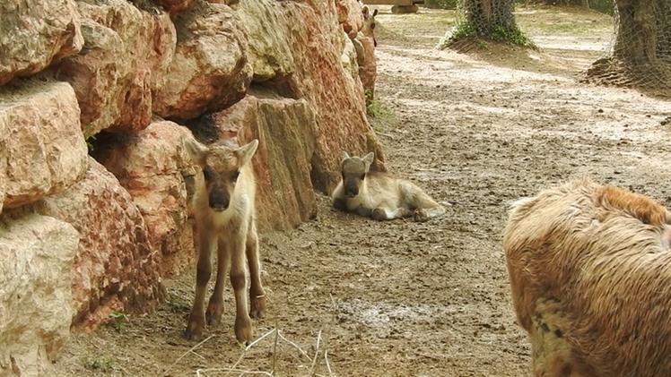 I due piccoli di renna nati al Parco Natura Viva