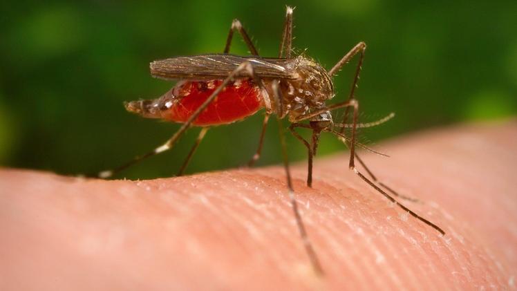 Una zanzara della specie Aedes japonicus ritenuta tra le probabili responsabili della diffusione del virus
