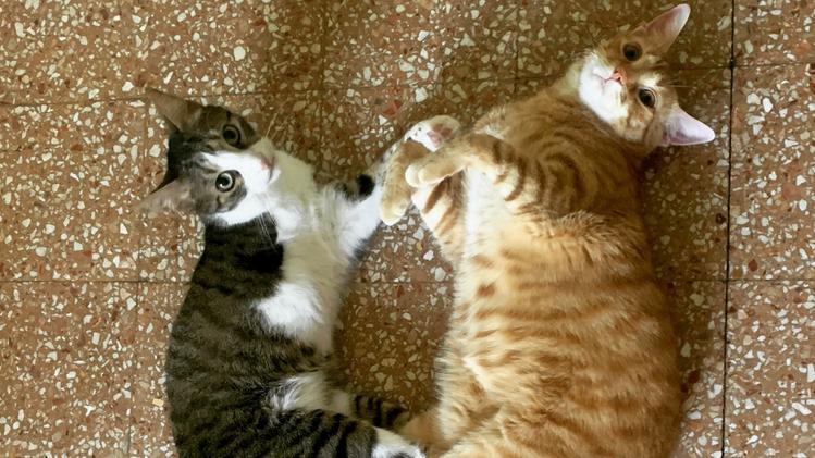 Due gatti sul pavimento di casa: adottare è un atto di responsabilità