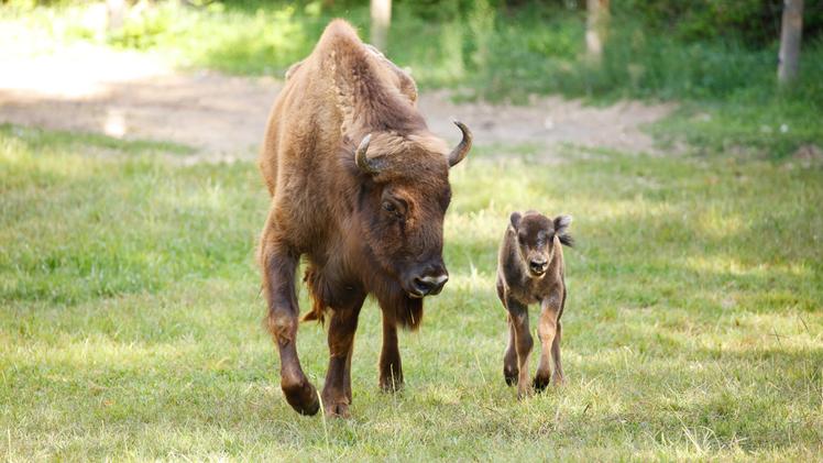 La bisontina Lilibet con la mamma Era al Parco Natura Viva di Bussolengo