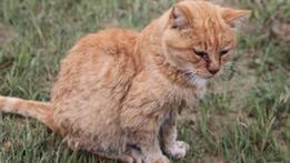 Mimma è un'anziana gattina che è scampata a ben due alluvioni