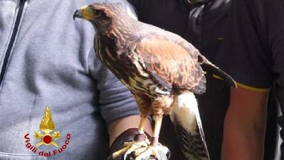 Il falco recuperato dai Vigili del Fuoco