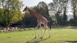 La giraffa Malawi al Parco Natura Viva