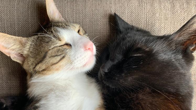 Due gatti da adottare:  serve una scelta consapevole al di là della bellezza