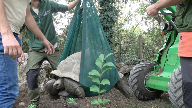 La pesata delle tartarughe giganti delle Seychelles al Parco Natura Viva
