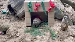 I suricati con i regali di Natale