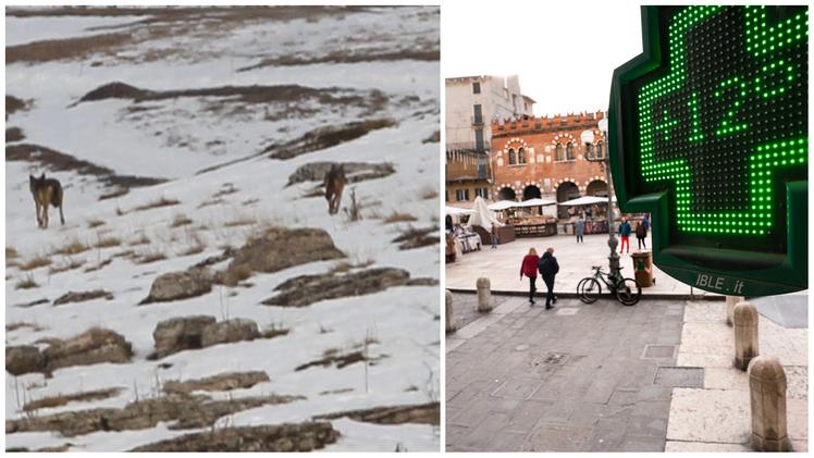 La temperatura di ieri in piazza Erbe e una coppia di lupi su un pendio innevato in Lessinia