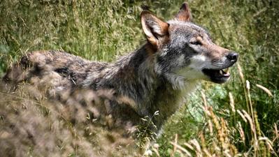 Lupi  Alcuni esemplari ripresi da Denis Lunardi lo scorso invernoUn lupo  Nel veronese ne vivono almeno 31